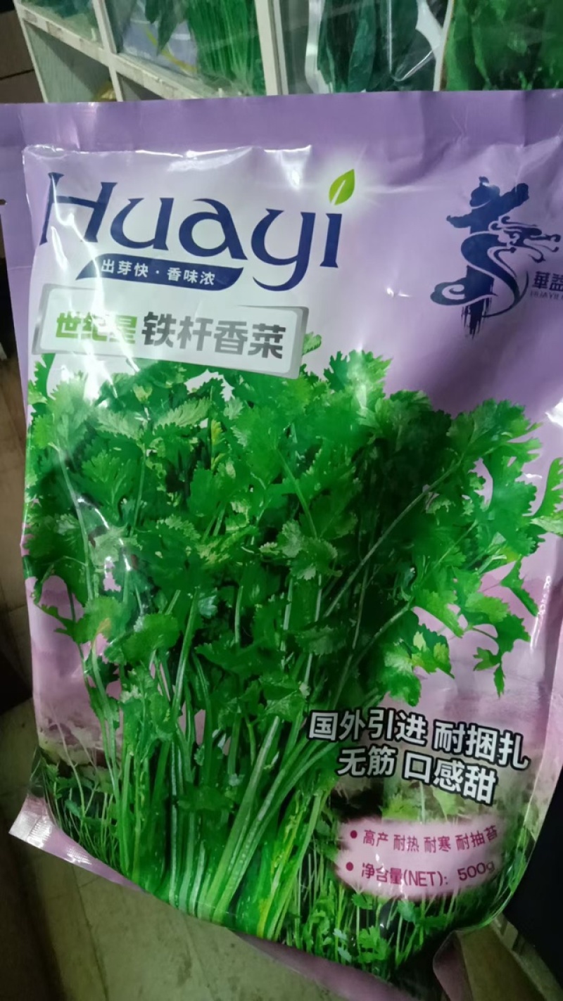 铁杆香菜种子，耐捆扎无筋口感甜