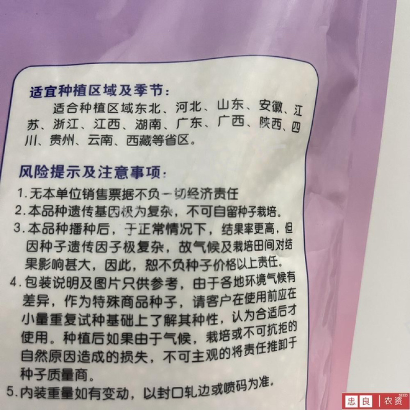 铁杆香菜种子，耐捆扎无筋口感甜