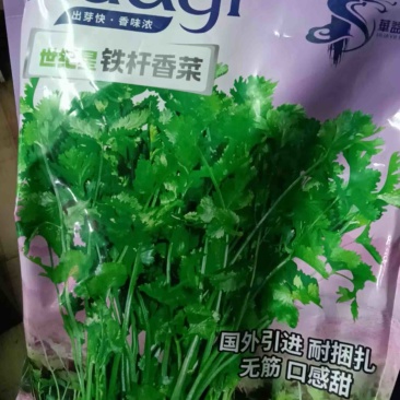 铁杆香菜种子，耐捆扎无筋口感甜