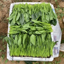 大叶菠菜，小叶菠菜规格齐全。做工精细产地直发