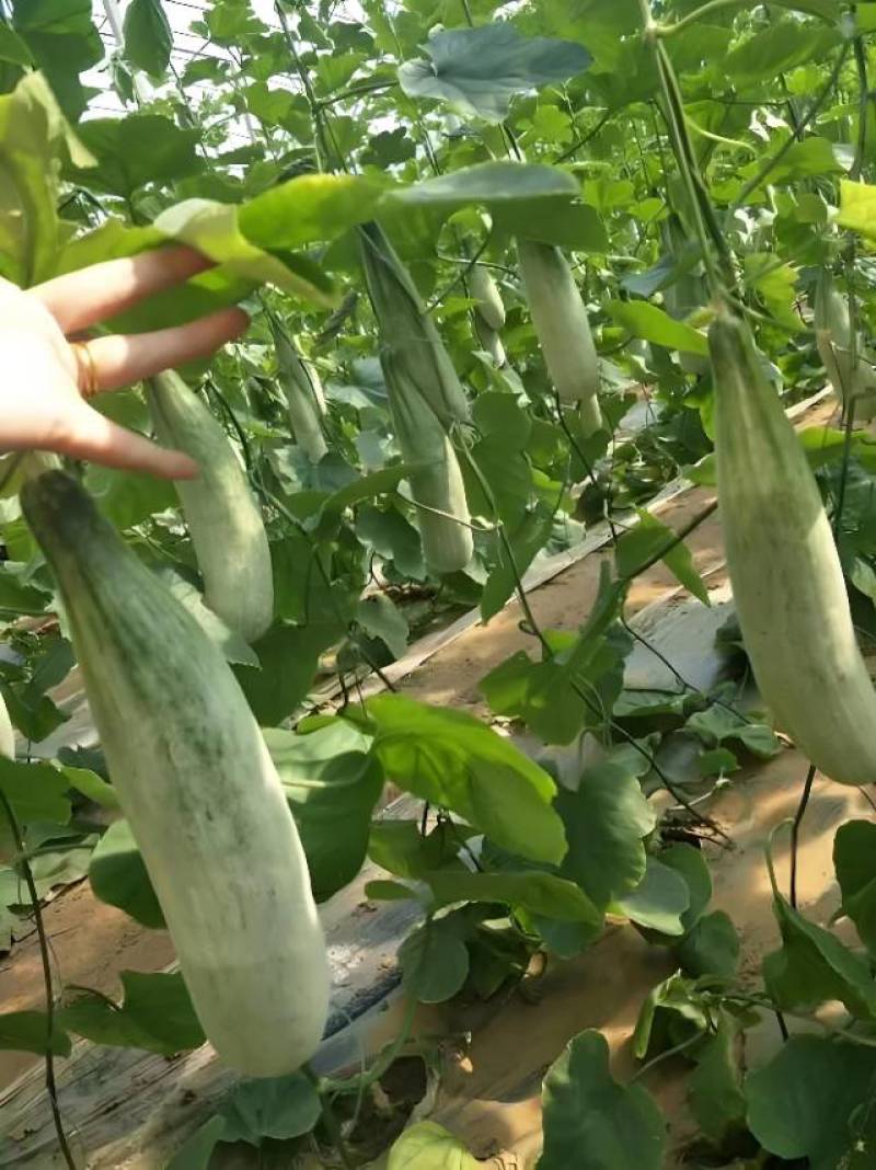 羊角蜜苗