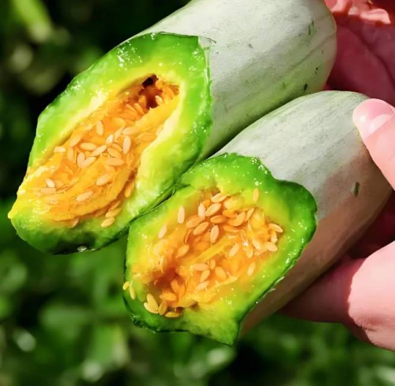 羊角蜜苗