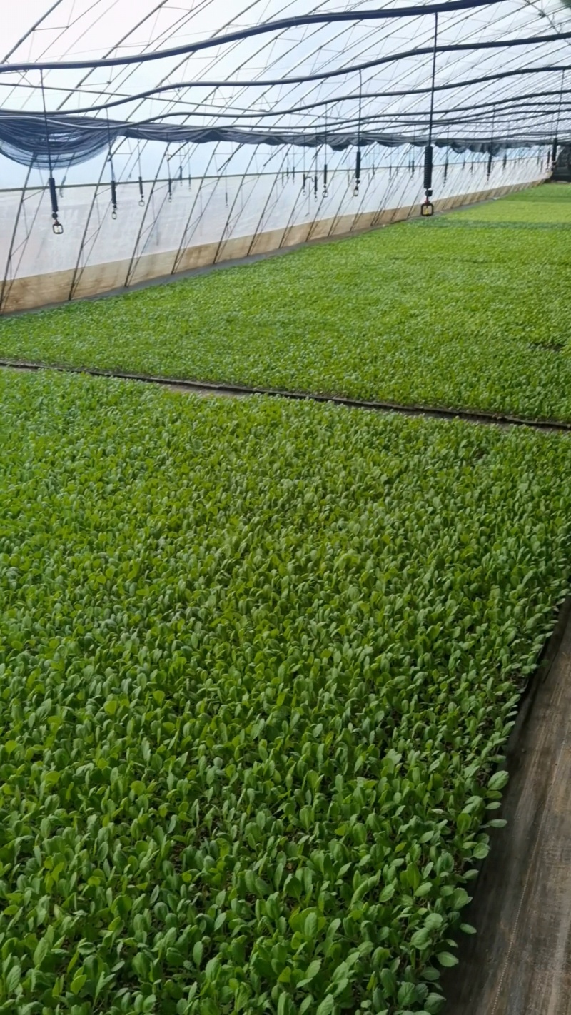 可按需种植，种植面积万亩，棉被暖棚千亩，四季可种