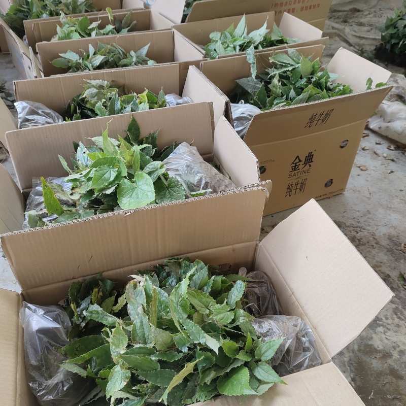 淫羊藿苗柔毛淫羊藿种苗优质柔毛品种甘肃陇南产地直发