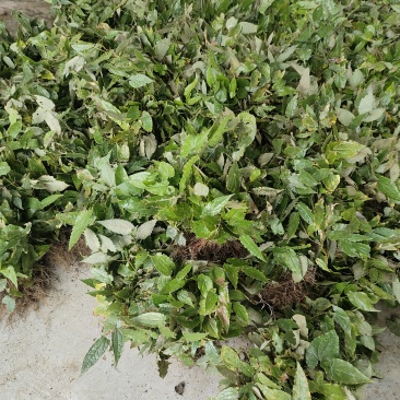 淫羊藿苗柔毛淫羊藿种苗优质柔毛品种甘肃陇南产地直发