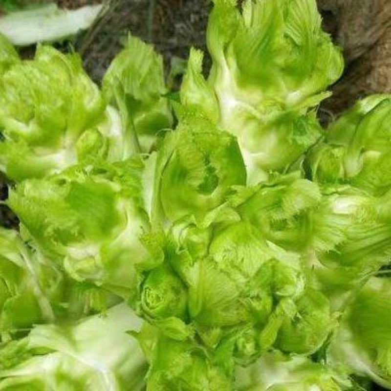 儿菜大量上市一手货源全国发货各种规格都有对接各大市场