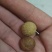 文玩手串小核桃，今年刚采收的新籽。基地直销，个个精品。