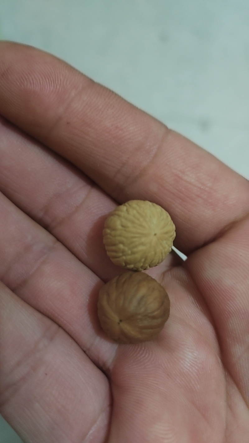 文玩手串小核桃，今年刚采收的新籽。基地直销，个个精品。