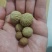 文玩手串小核桃，今年刚采收的新籽。基地直销，个个精品。
