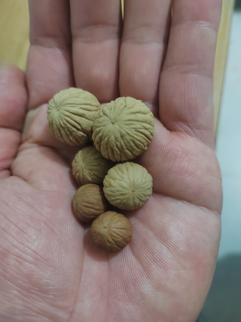 文玩手串小核桃，今年刚采收的新籽。基地直销，个个精品。