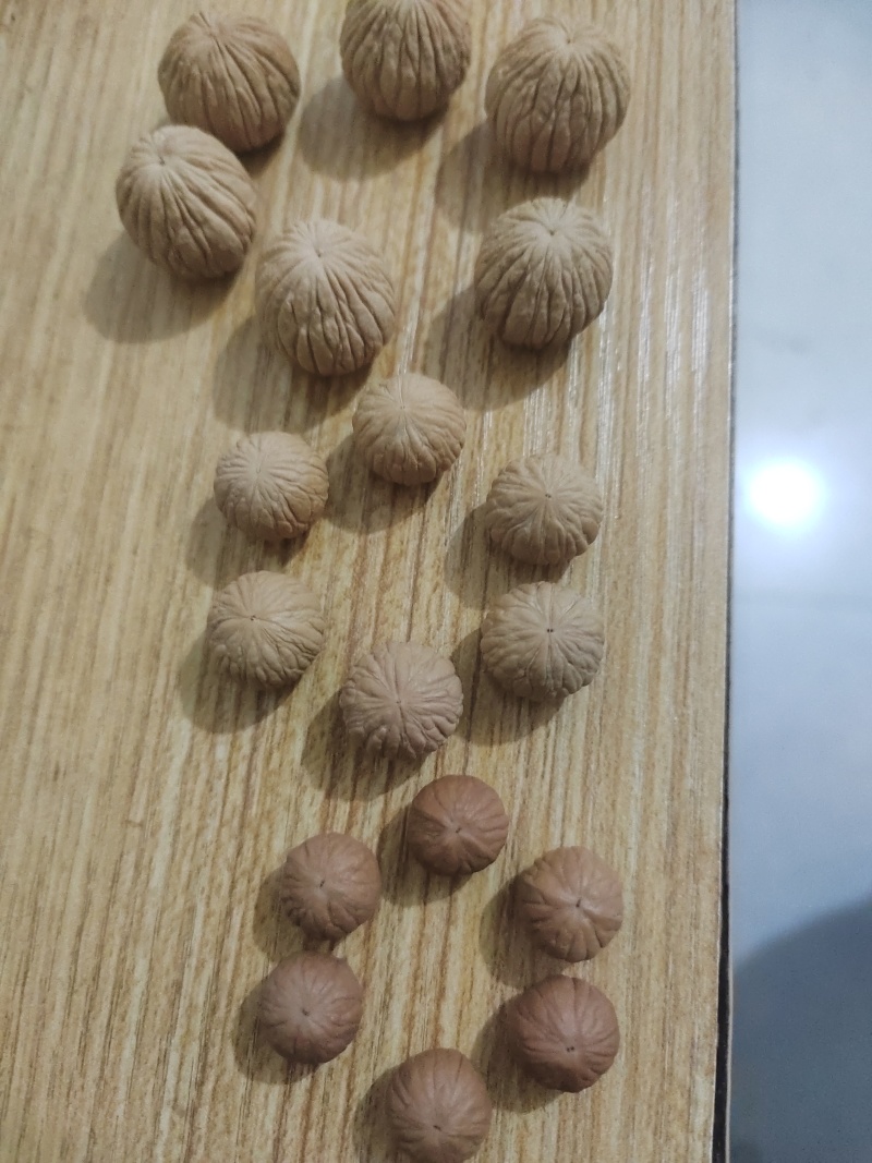 文玩手串小核桃，今年刚采收的新籽。基地直销，个个精品。