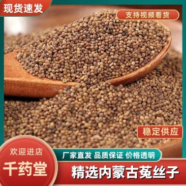 【实力商家】精选内蒙古菟丝子厂家直发品质保障