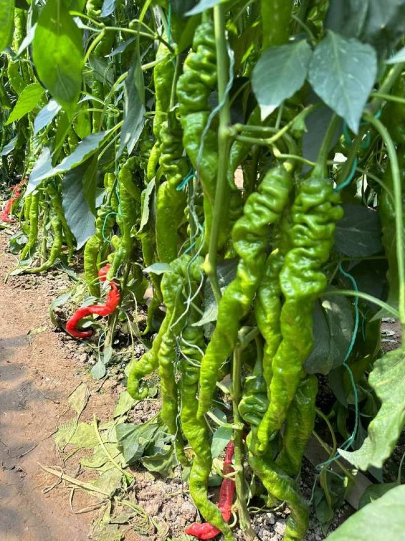各种蔬菜，瓜果从选种到育苗到采收，保质保量一条龙服务