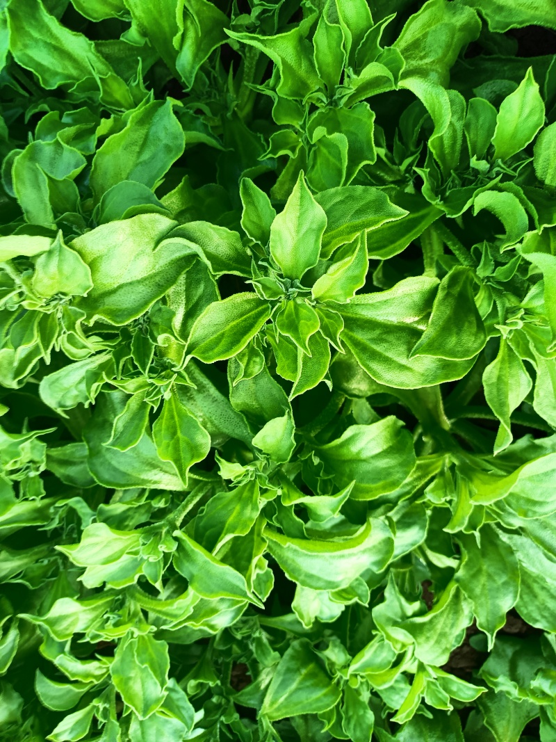 非洲冰草冰菜