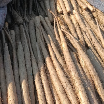 精品双棒山药，大量有货，对接全国市场电商平台