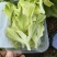 冰草，冰菜，来自内蒙草原边上的有机蔬菜