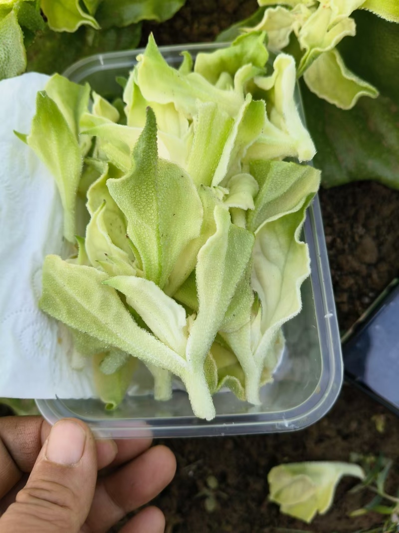 冰草，冰菜，来自内蒙草原边上的有机蔬菜