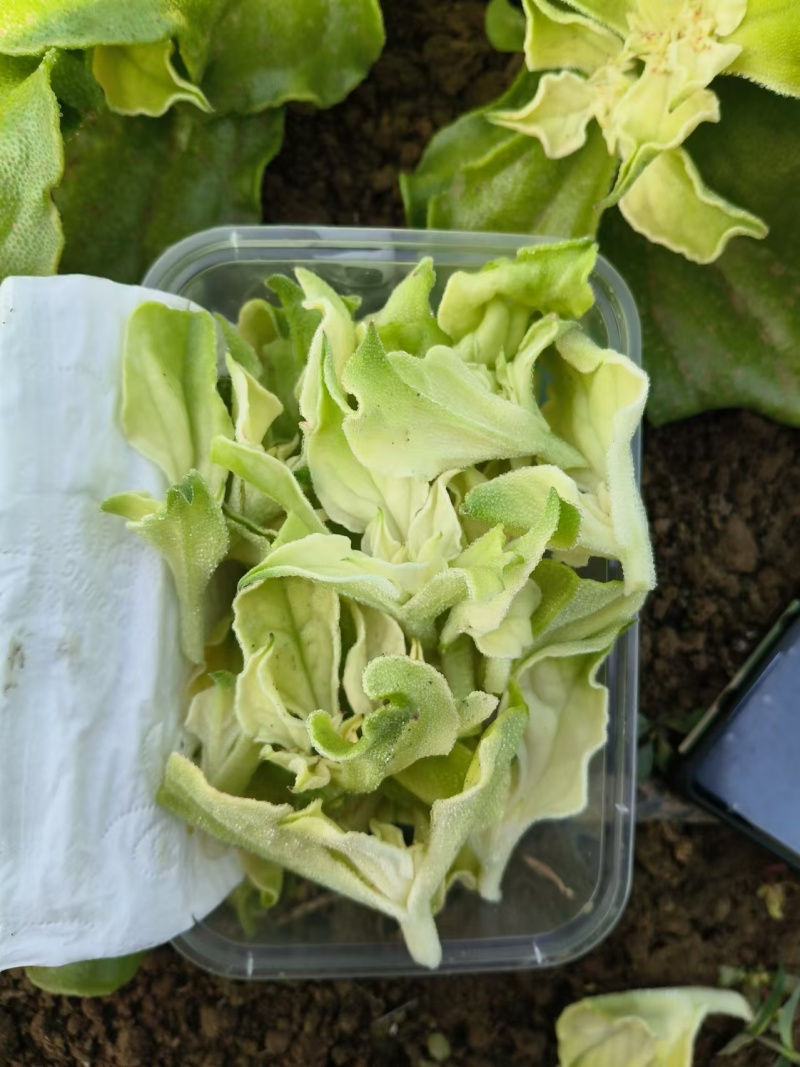 冰草，冰菜，来自内蒙草原边上的有机蔬菜