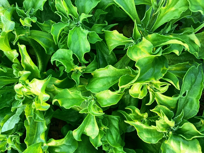 冰草，冰菜，来自内蒙草原边上的有机蔬菜