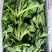 冰草，冰菜，来自内蒙草原边上的有机蔬菜