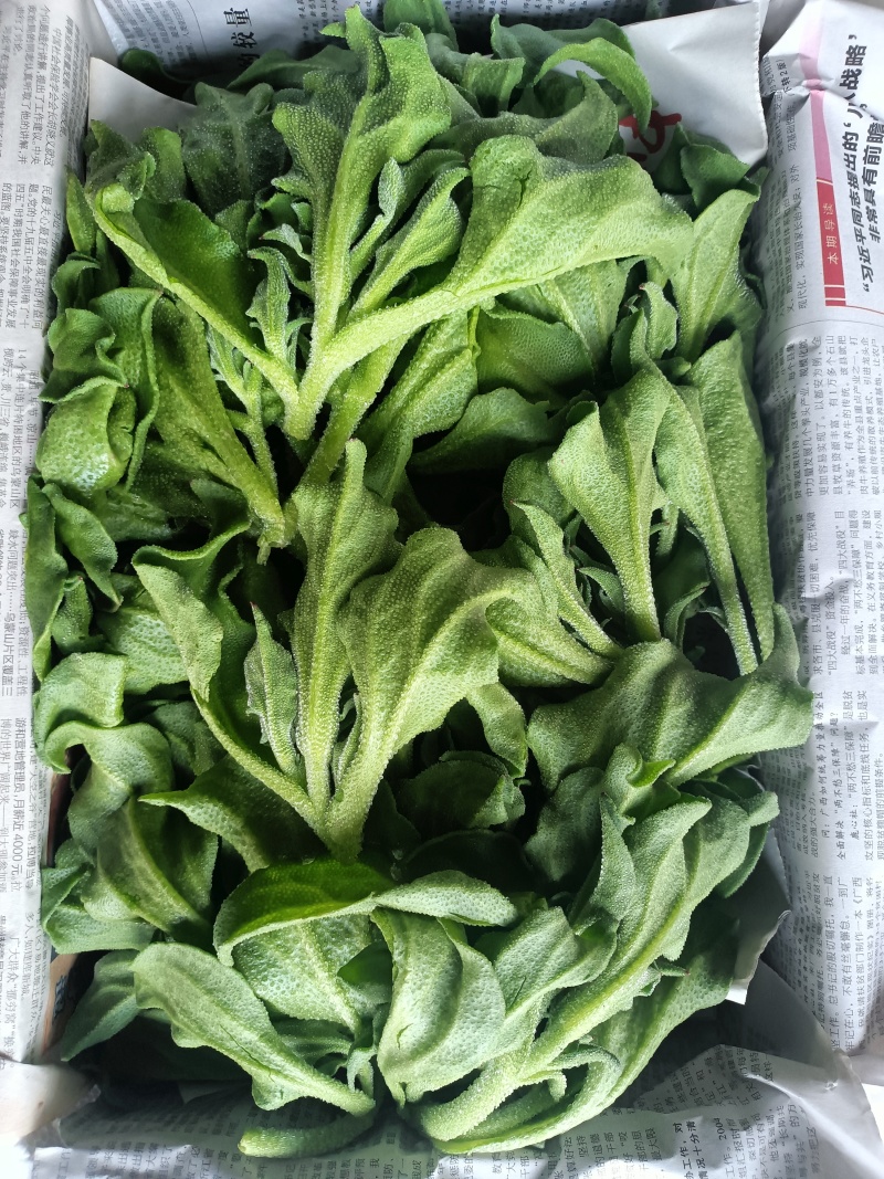 冰草，冰菜，来自内蒙草原边上的有机蔬菜
