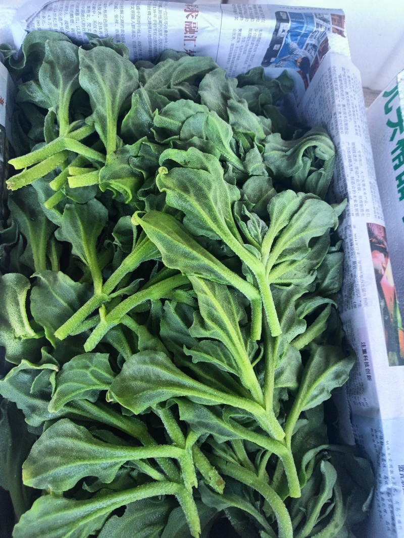 冰草，冰菜，来自内蒙草原边上的有机蔬菜