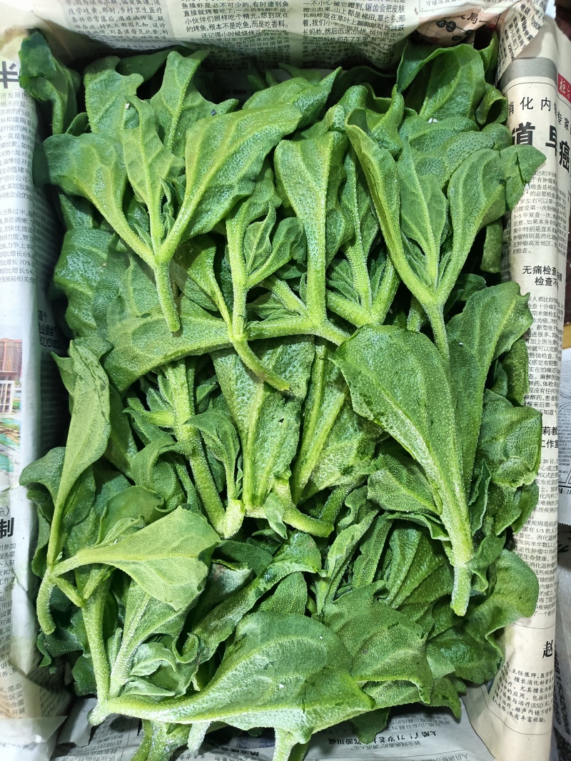 冰草，冰菜，来自内蒙草原边上的有机蔬菜