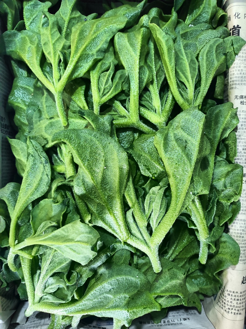 冰草，冰菜，来自内蒙草原边上的有机蔬菜