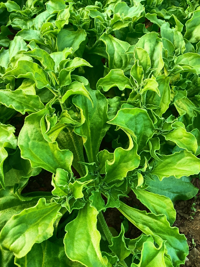 冰草，冰菜，来自内蒙草原边上的有机蔬菜