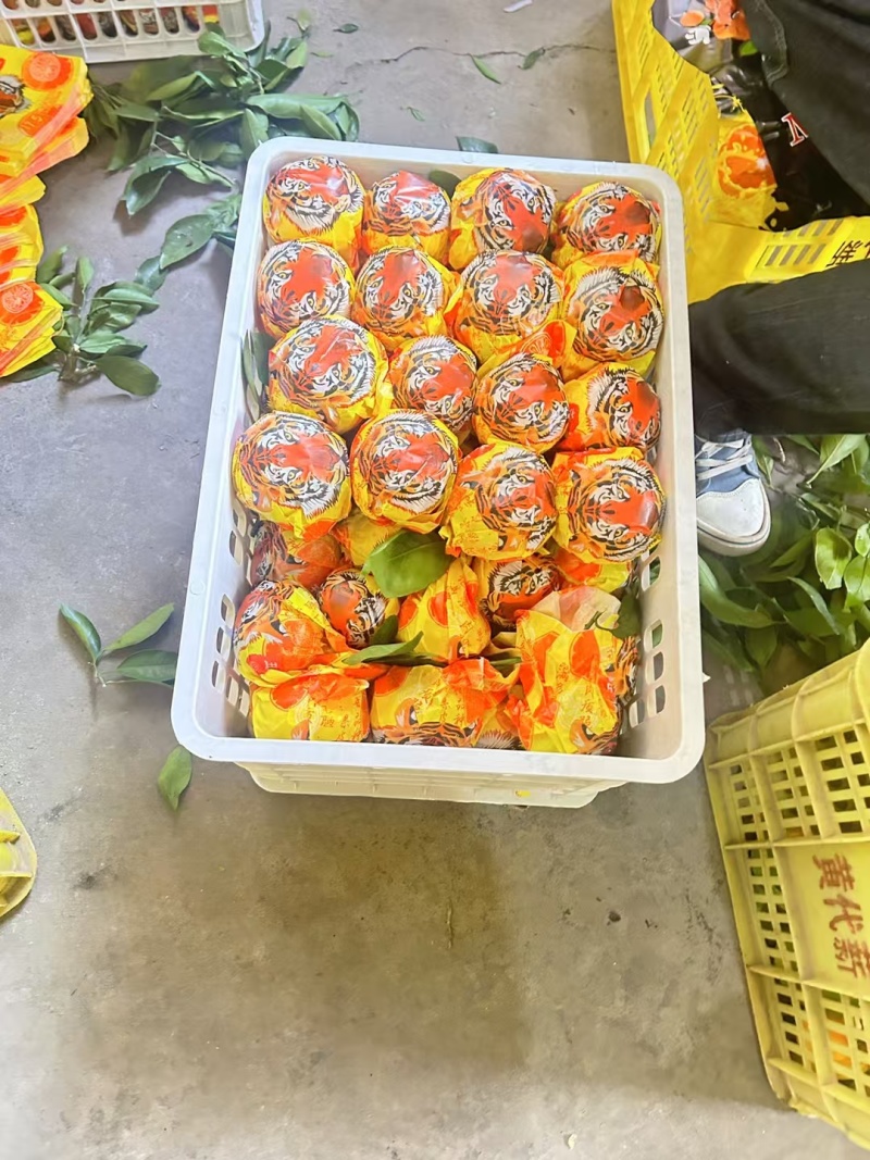 湖北宜昌丑橘不知火耙耙柑产地直发颗粒饱满口感甜蜜多汁现摘
