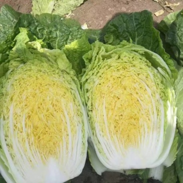 种白菜就选黄心白菜～果蔬两用涮炒生吃均可