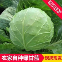 【精品】甘蓝大量有货/产地直发/质量保证