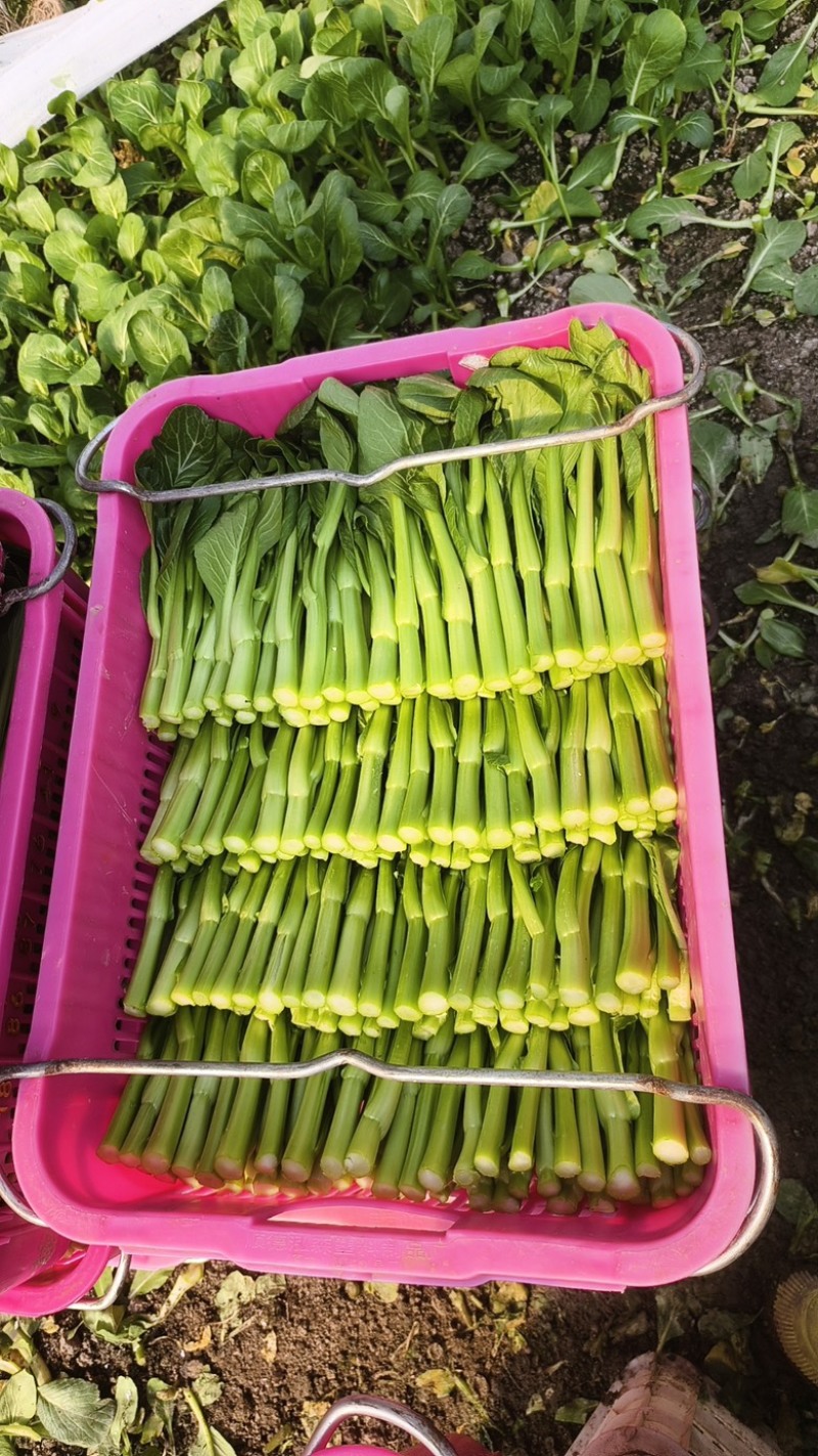 精品广东菜心大量上市，需要的老板可随时咨询
