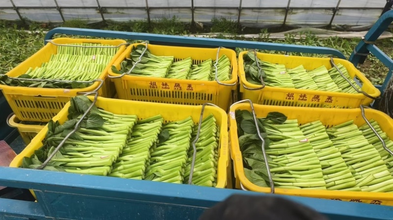 精品广东菜心大量上市，需要的老板可随时咨询