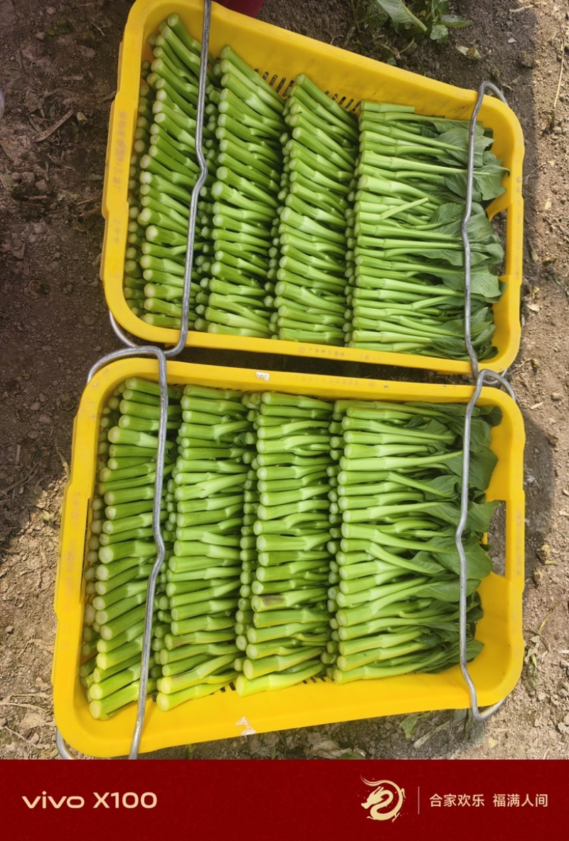 精品广东菜心大量上市，需要的老板可随时咨询