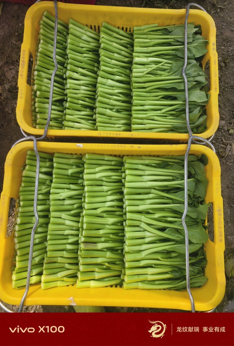 精品广东菜心大量上市，需要的老板可随时咨询