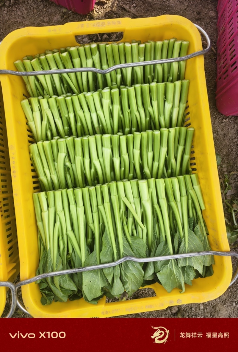 精品广东菜心大量上市，需要的老板可随时咨询