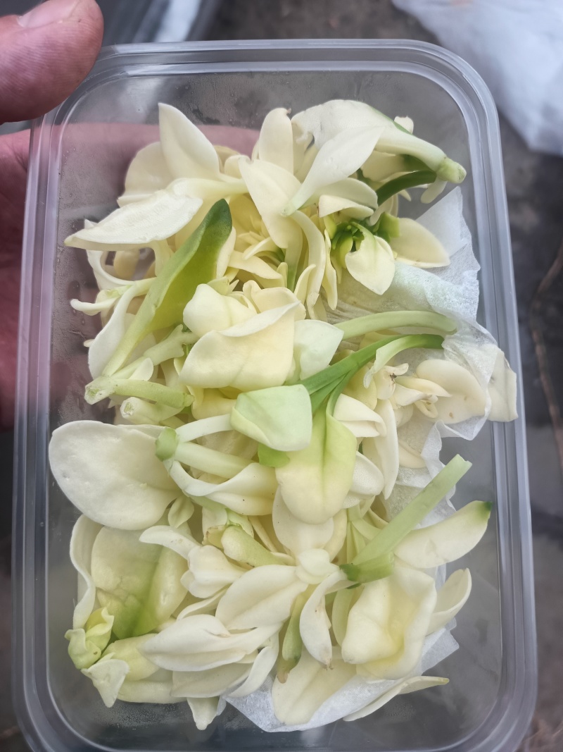 白冰草，雪莲芯，白田七，雪莲花