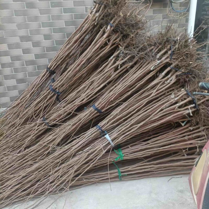 柿树苗大量有货，产地直发，可视屏看货，欢迎联系要货