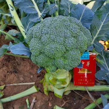 西兰花🥦苗