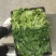 二茬碗豆尖