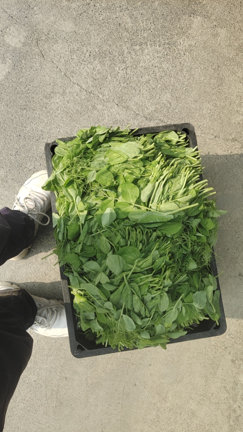 二茬碗豆尖