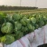 绿甘蓝包菜卷心菜圆包菜新鲜包菜产地直发支持视频看货
