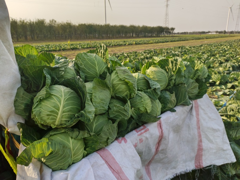 绿甘蓝包菜卷心菜圆包菜新鲜包菜产地直发支持视频看货