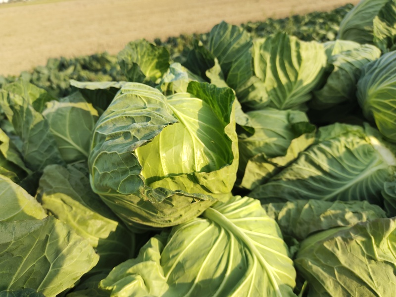 绿甘蓝包菜卷心菜圆包菜新鲜包菜产地直发支持视频看货