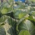 绿甘蓝包菜卷心菜圆包菜新鲜包菜产地直发支持视频看货