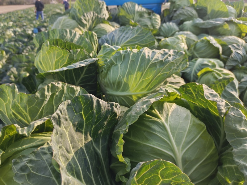 绿甘蓝包菜卷心菜圆包菜新鲜包菜产地直发支持视频看货