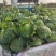 绿甘蓝包菜卷心菜圆包菜新鲜包菜产地直发支持视频看货