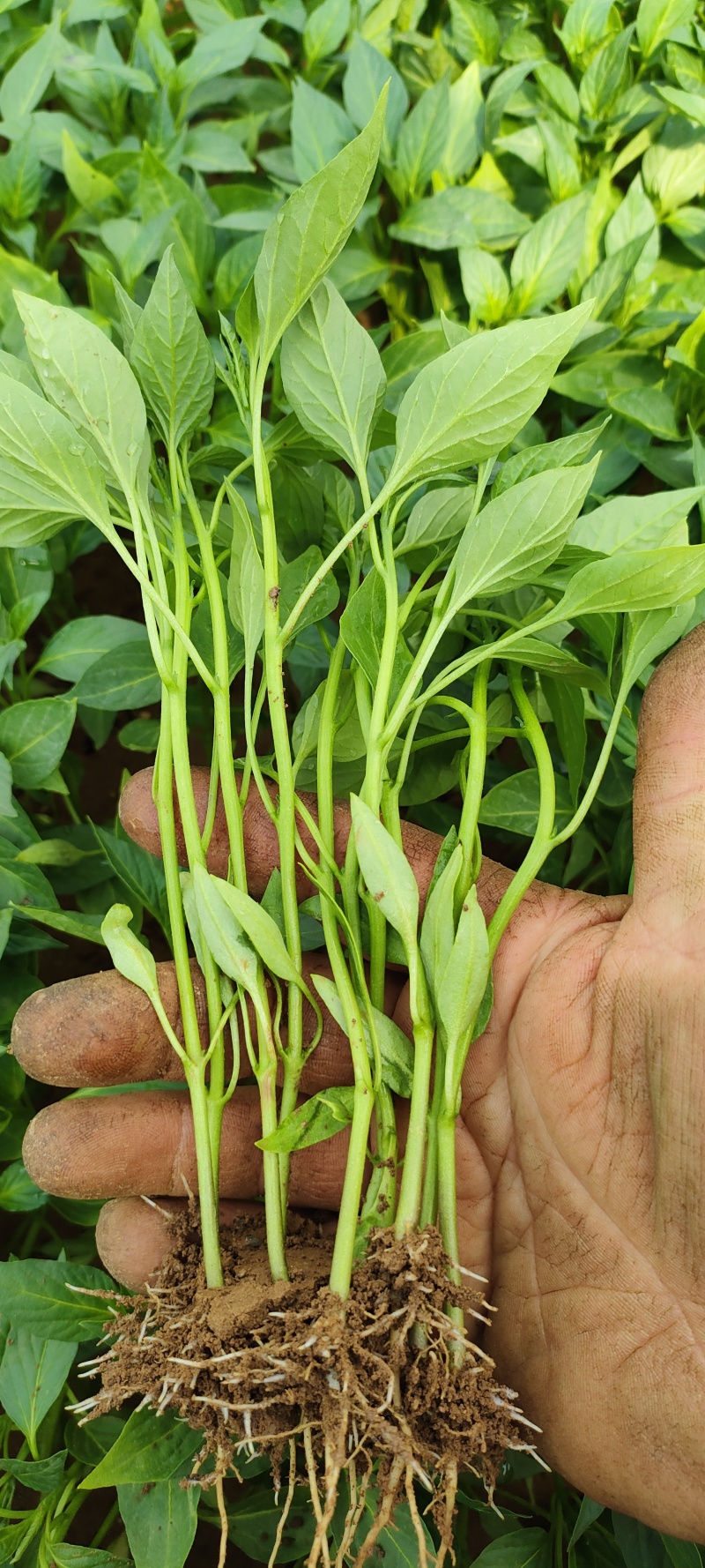 大羊椒大牛椒辣椒苗保质保量免费技术欢迎新老客户前来