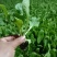 种白菜就选黄心白菜～果蔬两用涮炒生吃均可